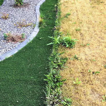 Green Lawn next to dry lawn