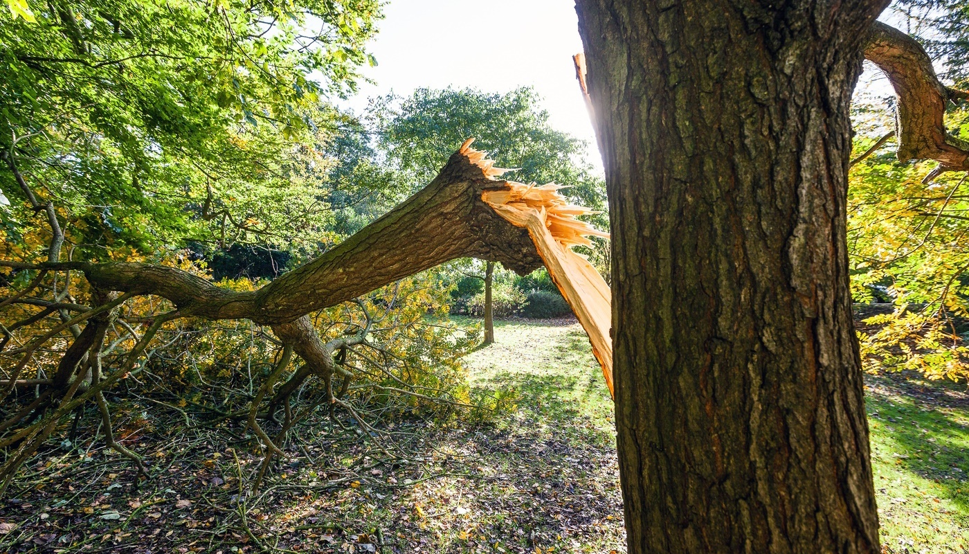Tree Broken In Storm
