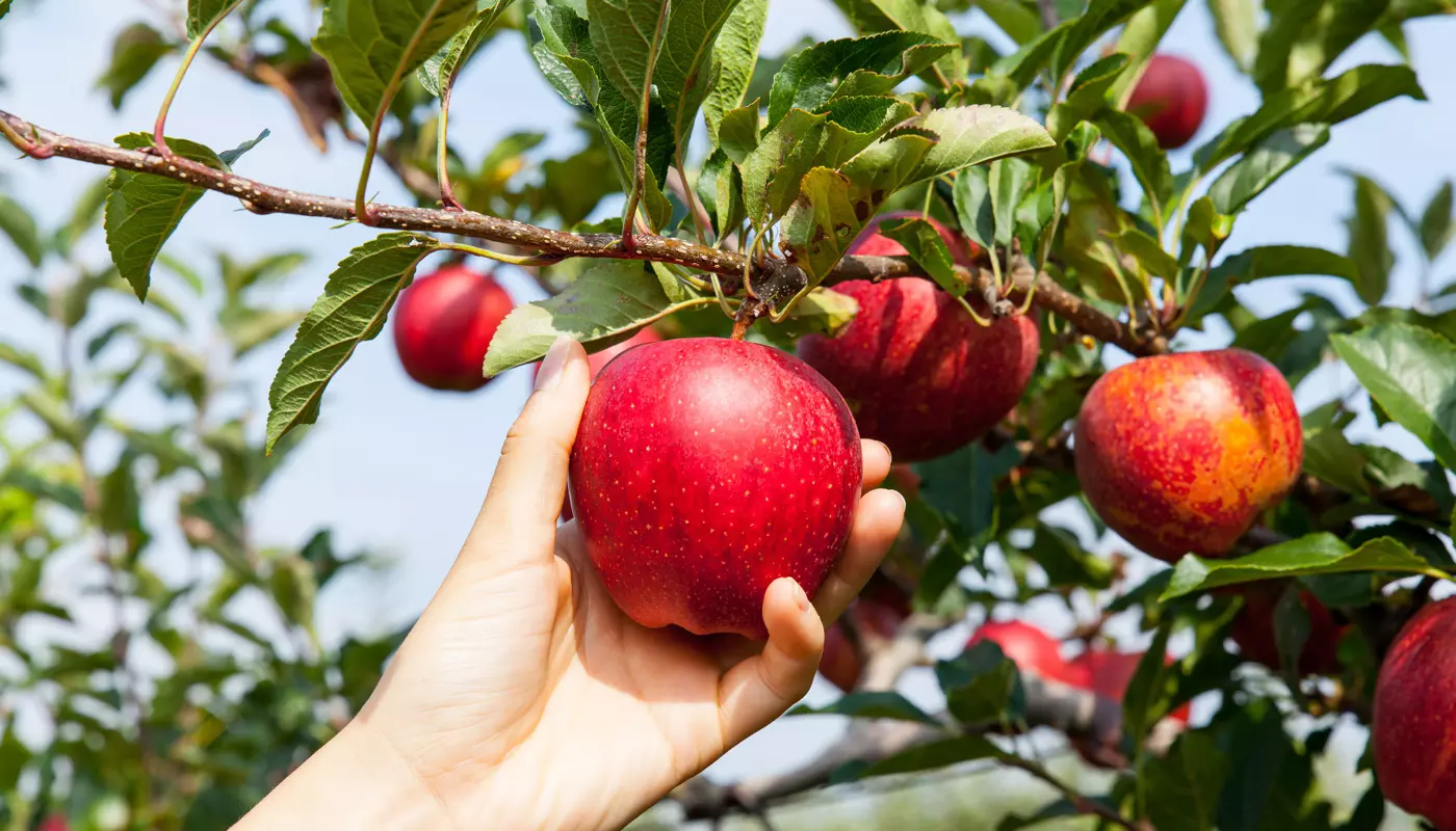 Hand Picking Apple