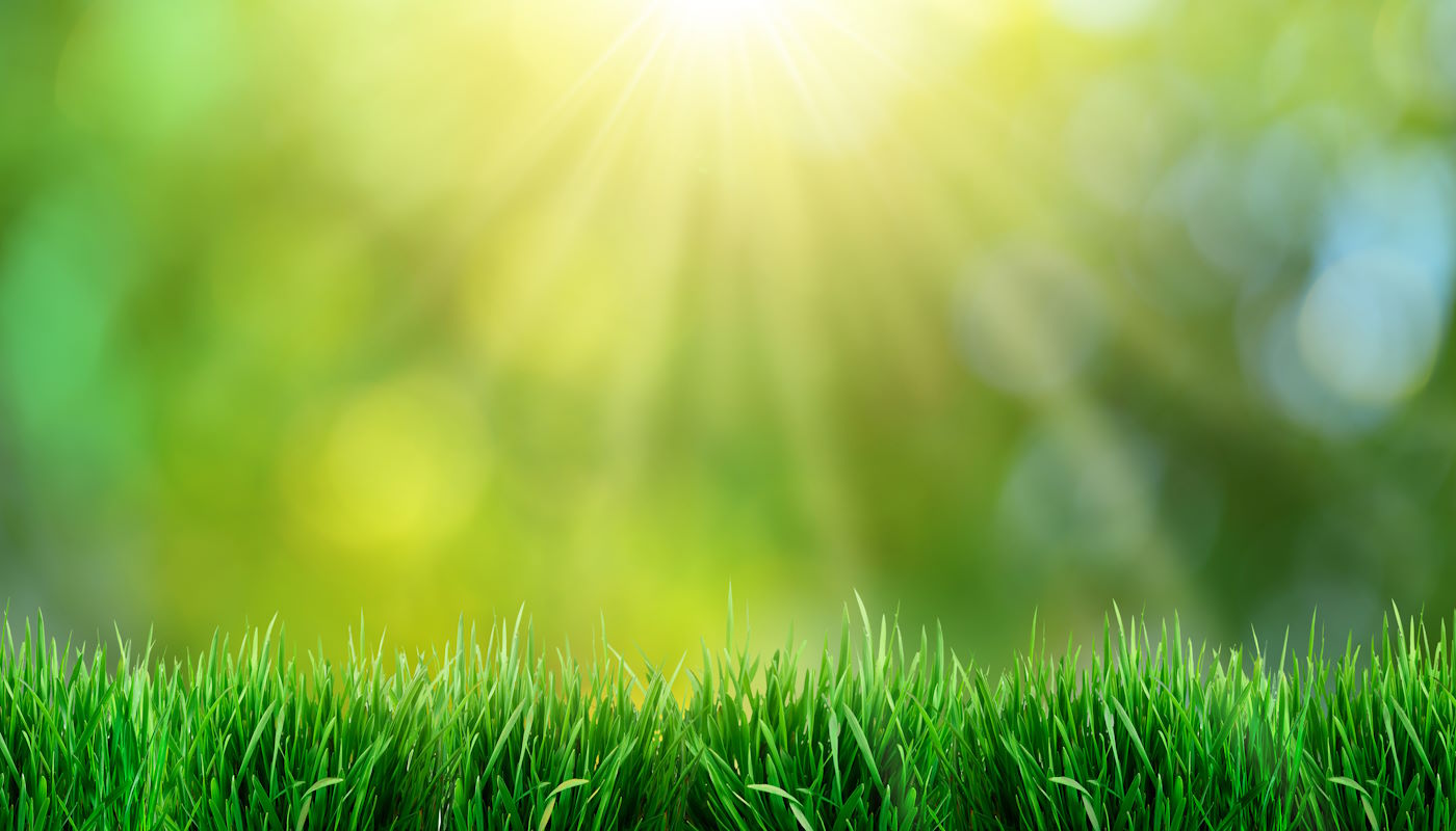 Green lawn with sunlight shining on it