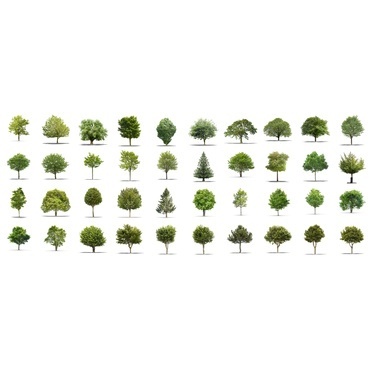 Many Different Trees